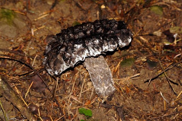 Fungo nelle foreste Casentinesi, n2